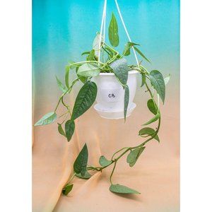 Cebu Blue Pothos 4.5" US Seller Potted RARE